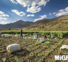 Migros deprem bölgesinden 300 ton ürün alacak