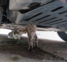 Trabzon'da aracın altına sıkışan kediyi itfaiye kurtardı