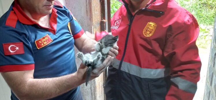 Zonguldak'ta iki duvar arasına sıkışan kedi yavrusu kurtarıldı