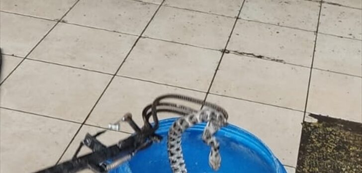 Fethiye'de otomobilin kaportasına giren yılan yakalanarak doğaya salındı