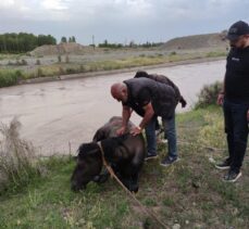 Iğdır'da sulama barajına düşen atı AFAD kurtardı
