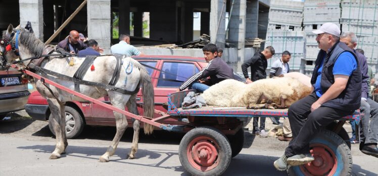 Kars'ta kurbanlıklar at arabalarıyla taşınıyor