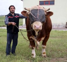 Sivas'ta ağırlığı 1 ton 600 kiloyu aşan kurbanlık boğa alıcısını bekliyor