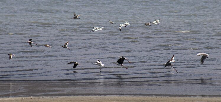 Van Gölü havzası birçok kuş türüne ev sahipliği yapıyor