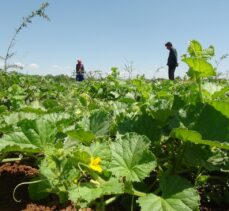 Viranşehir'in tescilli “şelengo” meyvesinin yaygınlaşması için öğrenciler de destek veriyor