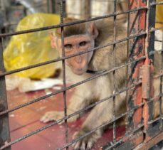 Yasa dışı hayvan ticareti yapan şüphelilere 1 milyon 990 bin 348 lira ceza kesildi