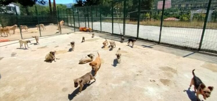 Amasya'da kurulan tesiste hayvan hastanesi de oluşturuluyor