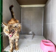 Bilecik'te yüzünden yaralanmış bulunan sahipsiz kedi tedavi edildi