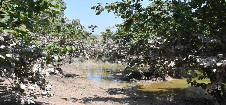 Düzce'de selden etkilenen tarım arazilerinde hasar tespiti tamamlandı