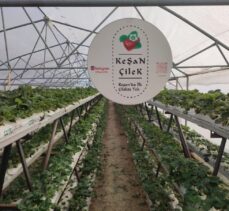 Edirneli çiftçi 2 dönümde yetişecek çileği topraksız tarımla 250 metrekarede yetiştiriyor