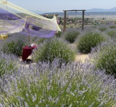 Isparta'nın Kuyucak köyündeki lavanta festivali 14-18 Temmuz'da gerçekleştirilecek