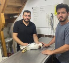 Kastamonu'da yaralı bulunan martıya “acil servis” müdahalesi