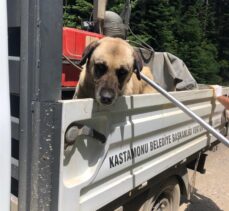 Kastamonu'da yaylada terk edilen sahipsiz köpekler korumaya alındı