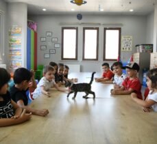 Kocaeli'de belediyenin sahiplendiği kedi “Kahve”nin 7 yavrusu çocuklara emanet