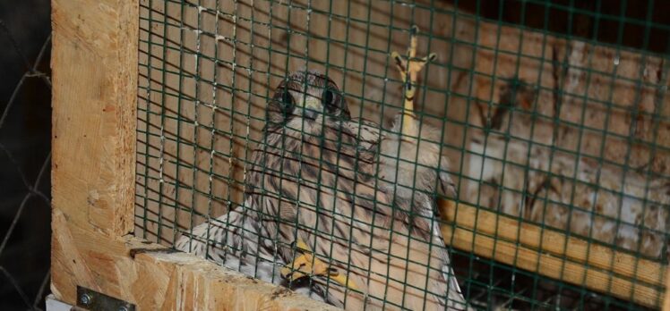 Mersin'de bitkin haldeki kerkenez kuşu tedaviye alındı