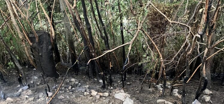 Osmaniye'de çıkan orman yangınında 1 dekarlık alan zarar gördü