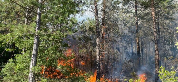 Sakarya'da ormanlık alanda çıkan yangına müdahale ediliyor