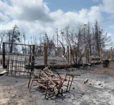 Tunus'taki orman yangınlarında küçük ölçekli çiftçilerin emekleri kül oldu