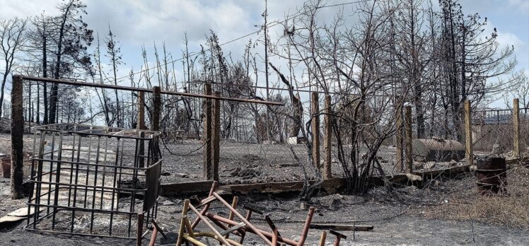 Tunus'taki orman yangınlarında küçük ölçekli çiftçilerin emekleri kül oldu