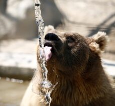 Antalya'da aslan parkı sakinleri için “eyyam-ı bahur” önlemleri alındı