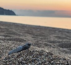 Antalya'da caretta caretta yavruları denizle buluştu
