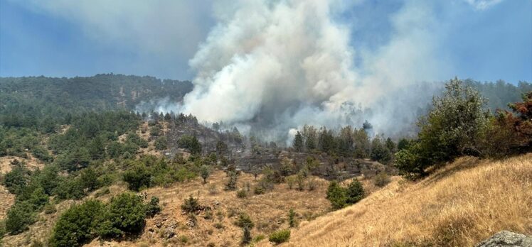 Çankırı'nın Ilgaz ilçesinde orman yangını çıktı