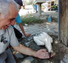 Kırıkkale'de caminin kubbesindeki yuvasından düşen leylek yavrusu tedaviye alındı