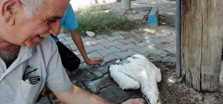 Kırıkkale'de caminin kubbesindeki yuvasından düşen leylek yavrusu tedaviye alındı