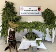 Kırıkkale'de mısır tarlasında uyuşturucu yetiştirdiği iddia edilen 2 şüpheli yakalandı