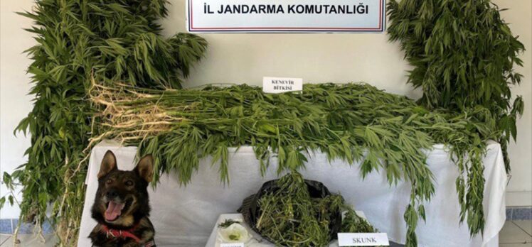 Kırıkkale'de mısır tarlasında uyuşturucu yetiştirdiği iddia edilen 2 şüpheli yakalandı