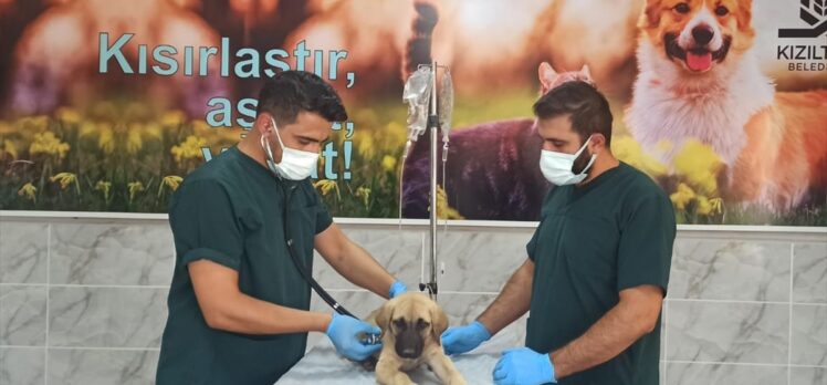 GÜNCELLEME – Mardin'de yavru köpeğe demir çubukla eziyet eden zanlı adli kontrolle salıverildi