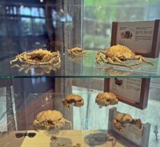 Mersin'de gömülen deniz canlılarının iskeletleri müzede sergilenecek