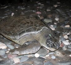 Mersin'de tedavi edilen 2 kaplumbağa denize bırakıldı