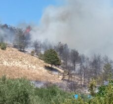 Sakarya'da çıkan yangında yaklaşık 8 dönüm ağaçlık alan yandı