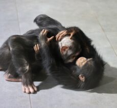 Şempanze “Can”, 5 yıl sonra doğan kardeşi sayesinde annesiyle buluştu
