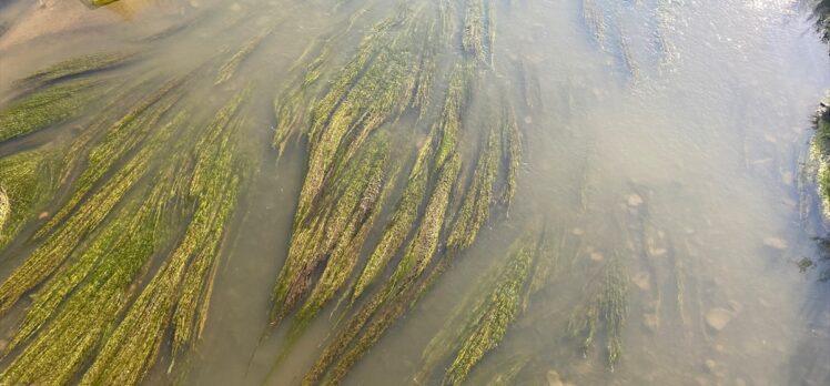Suyu azalan Ardahan'daki Kura Nehri'nde kum adacıkları ve yosunlar oluştu