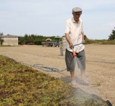 91 yaşındaki Manisalı çiftçi, topraktan kopamıyor