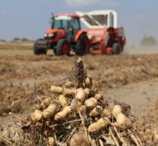 Adana'da yer fıstığı hasadı sürüyor