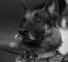 AKUT Eskişehir ekibinde görevli koku takip köpeği “Fırtına” hayatını kaybetti