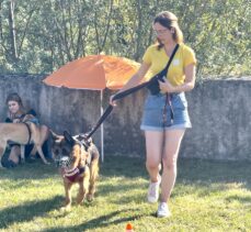 DOSYA HABER/AVRUPA'DA SAHİPSİZ HAYVANLAR – Almanya, sahipsiz köpekleri mutlaka barınaklarda topluyor