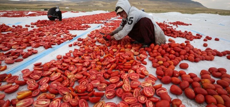 Bitlis'te Süphan Dağı eteklerinde yetiştirilen domatesler kurutularak ihraç ediliyor