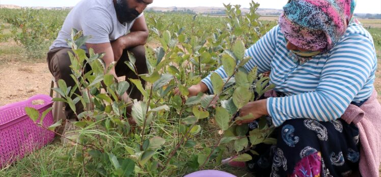 Edirne'de “süper meyve” aronyanın hasadına başlandı