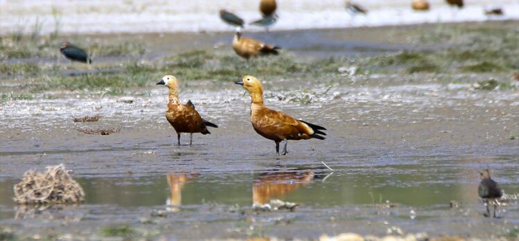 Erçek Gölü göç yolundaki kuşları ağırlıyor