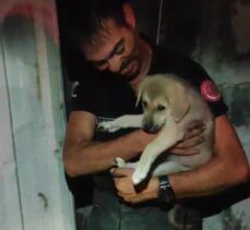 Hatay'da konteynerle duvar arasına sıkışan köpek yavrusu kurtarıldı