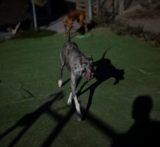 DOSYA HABER/AVRUPA'DA SAHİPSİZ HAYVANLAR – İspanya'da yüz binlercesi terk ediliyor ama sokakta sahipsiz köpek yok