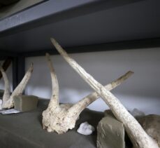 Kayseri'de fosil kazılarında bu yıl “zürafa sezonu” yaşandı