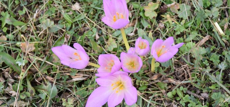 Kışın habercisi “vargit” çiçekleri Trabzon'un yüksek kesimlerine renk kattı