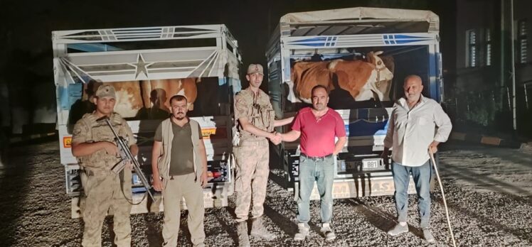 Siirt'te çaldığı büyükbaş hayvanları satmaya çalışan zanlı tutuklandı