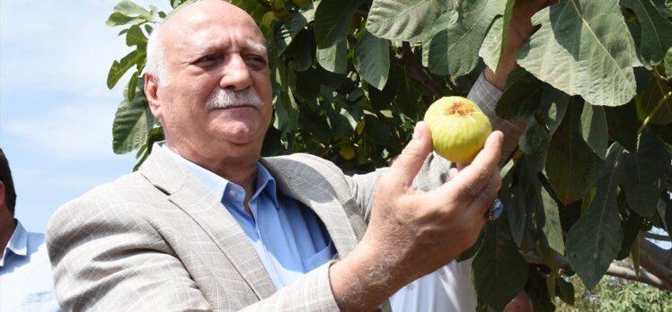Türkiye Ziraat Odalar Birliği Başkanı Bayraktar Aydın'da incir hasadına katıldı