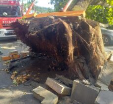 Zonguldak'ta devrilen ağaç park halindeki otomobile zarar verdi
